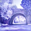 Purples