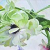 Green Zinnias