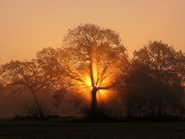 Post Oak 2