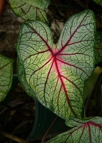 Caladium