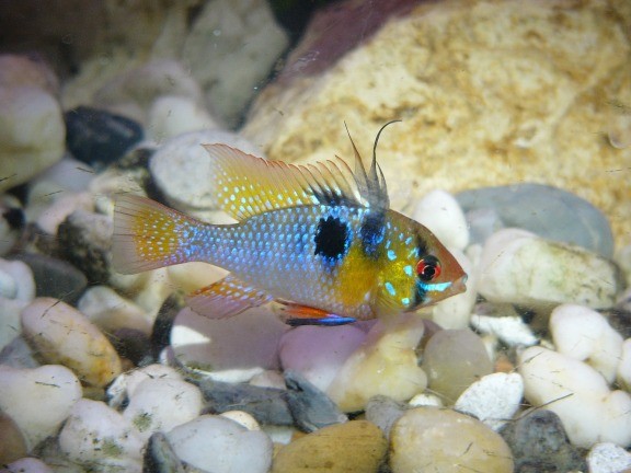 Ram cichlid - Male