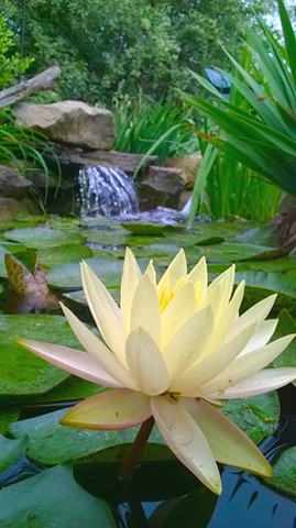 Texas Dawn Water Lily