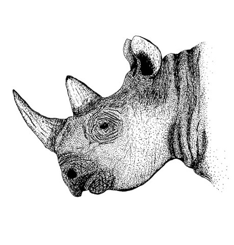 Rhino