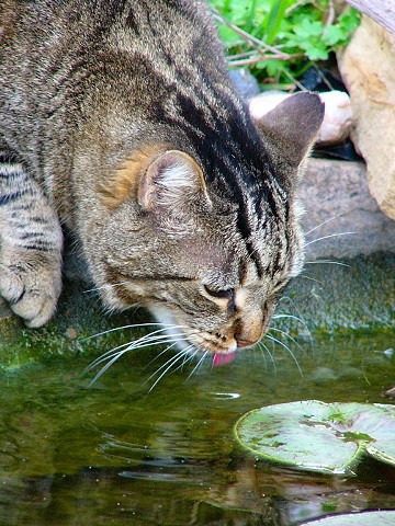 Jasper Drinking