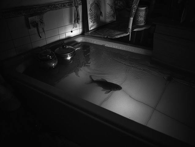 Black dive