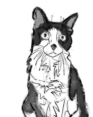 Orca the Cat