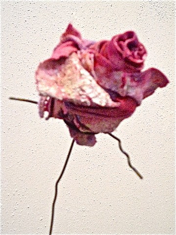 Rose (detail)