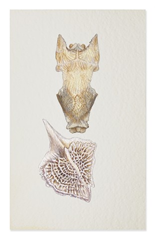 Skull & Sturgen Scale (back)