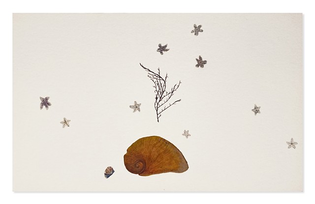 Tiny Starfish with Seaweed & Shells