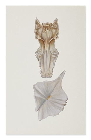 Skull & Sturgen Scale (front)