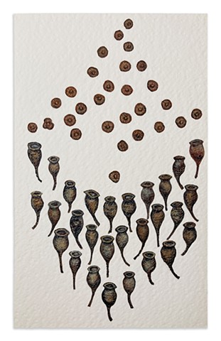 Little Jars, Eucaliptus Pods