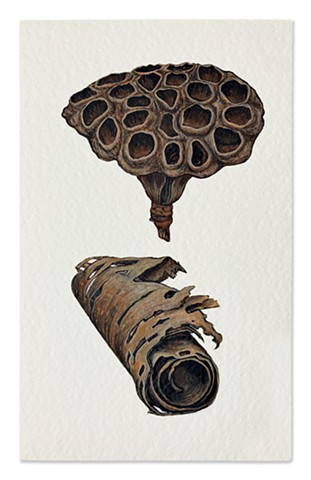 Lotus with Scroll Birch