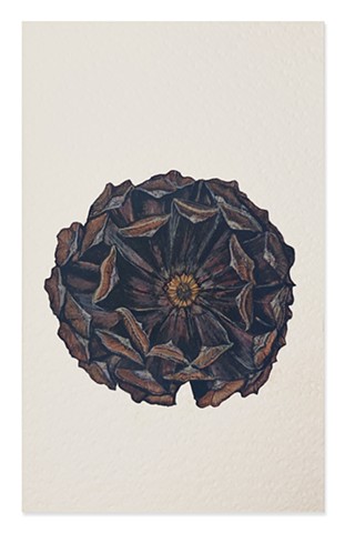 Pine Cone