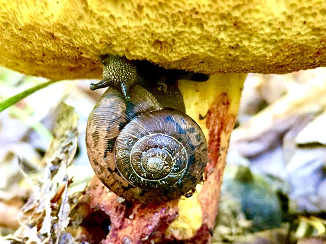 Mushroom Photography 