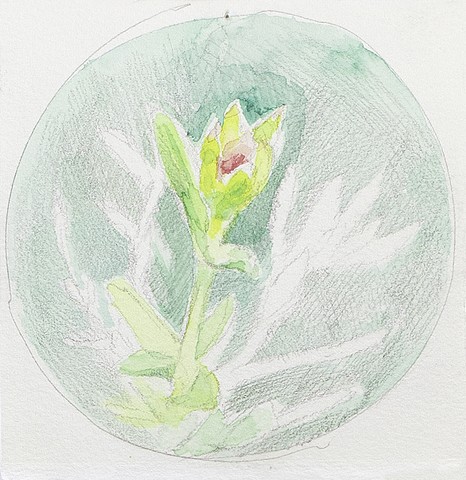 Day 13, Lampranthus Pink