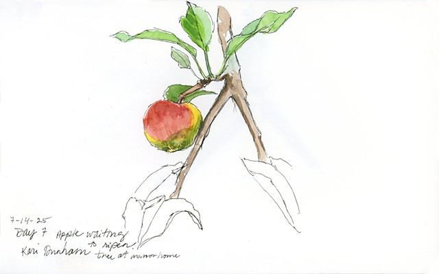 Day 7 after walking. Apple waiting to ripen, tree at manor home. 
