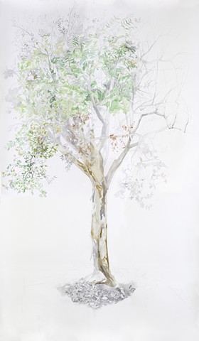 Myrtle Tree (over a year)