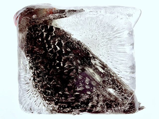 Woodpecker in Ice