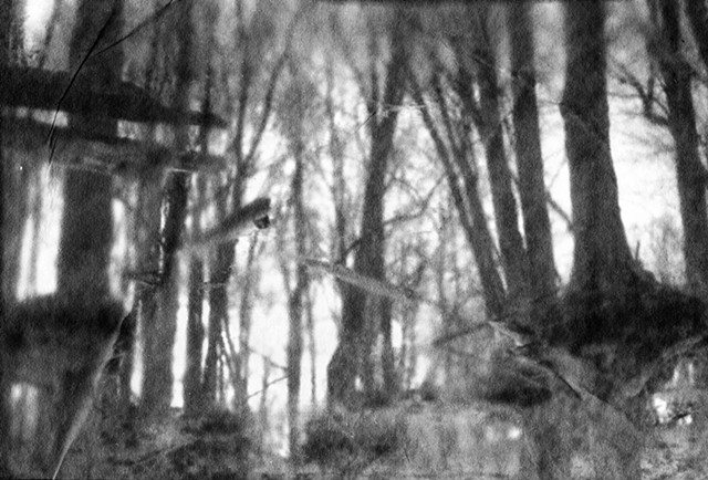 Trees #16
