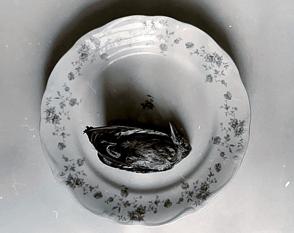Bird on Porcelain Plate