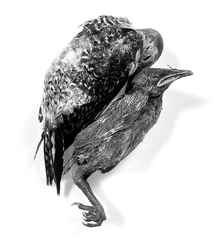 Birds #12