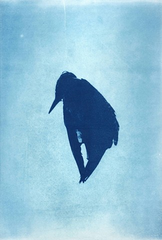 Bird Suspended in Light in Blue