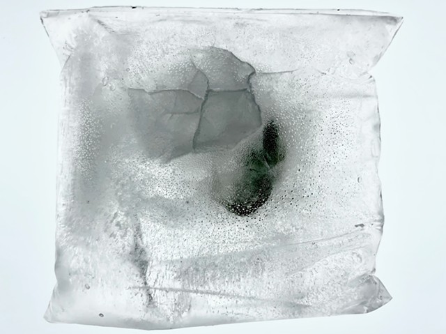 Baby Bird Skeleton in Ice