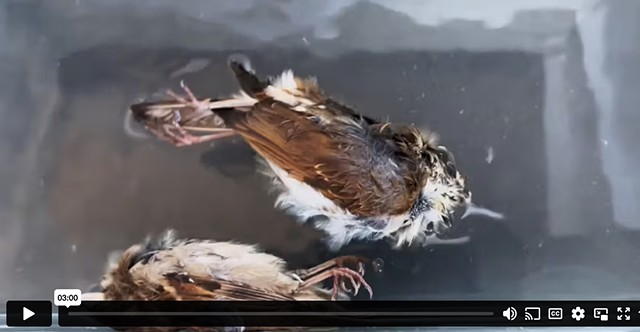 Birds and Trumpet
