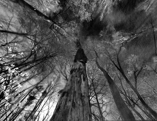 Trees #12