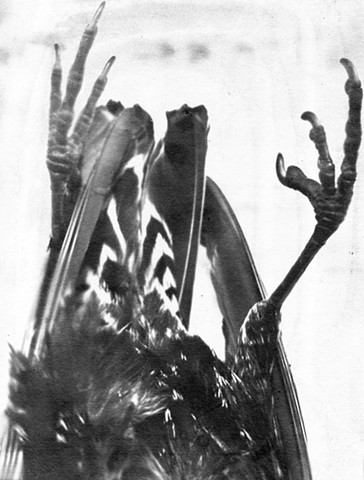 Birds #125