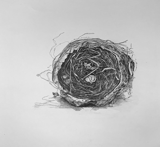 Amur Maple Nest