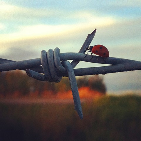 Lady bug on barb wire 