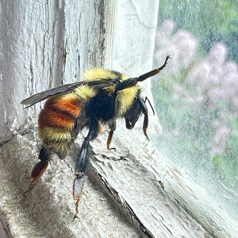 Save the Bees