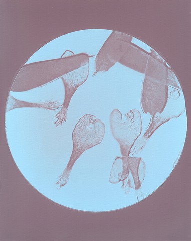 lumen, microscope, photo, prints, butterfly, scales, sun prints,