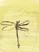 Dying Dargonfly