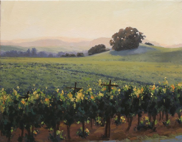 Evening Light in the Vineyard
