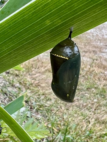 September Monarch