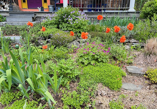 May Poppies