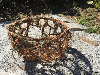 Coiling Crabgrass