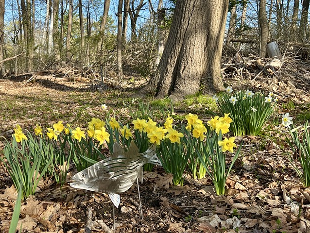 April Oak n Daffodils
