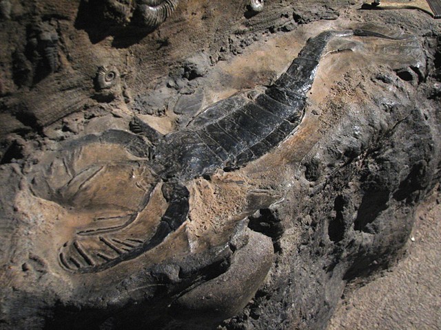 Geologic Fossil and Rock Formation; San Antonio Zoo