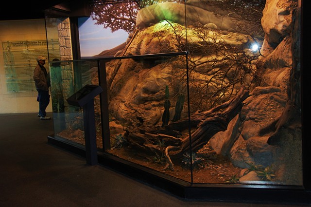 Museum of Living Art, Fort Worth Zoo; Chuckwalla Exhibit