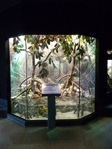 Museum of Living Art, Fort Worth Zoo; Utila Island Iguana Exhibit