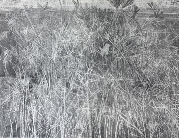 Hidden Wrens