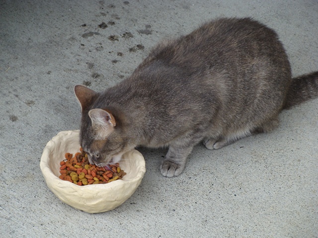 (Hey Friend) Food Bowl for Stray Cats (in use)