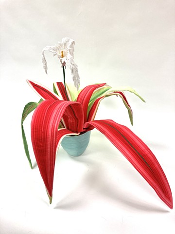 variegated green red lace bloom