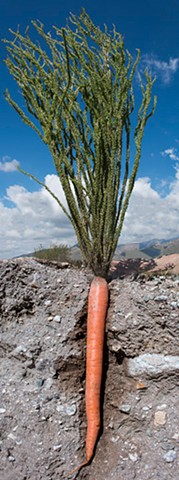 The Ocotillo Carrot