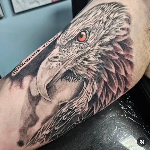 American bald eagle