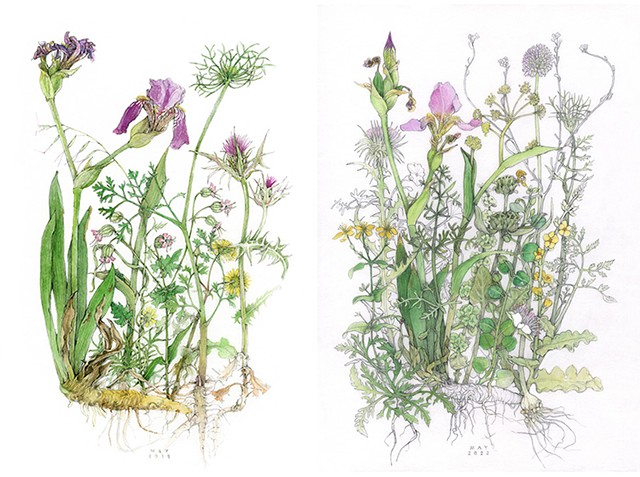 guache and graphite drawing of May wildflowers including iris on the island of Kea, Greece