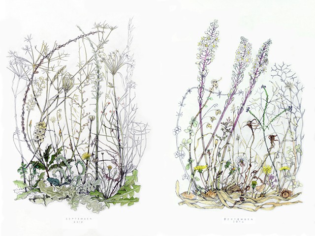 drawing of September wildflowers on the island of Kea, Greece